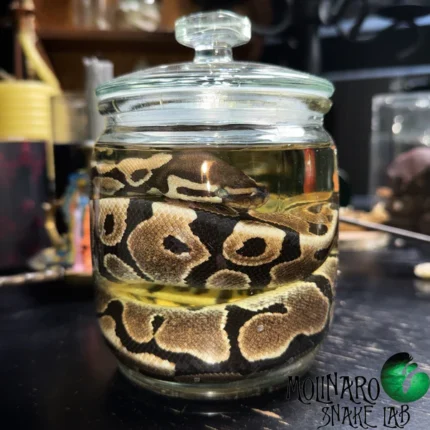 Ball Python Wet Specimen