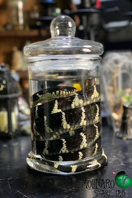 Wet Specimen