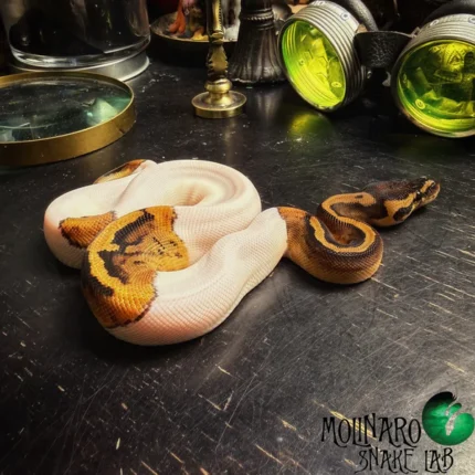 Pied Ball Python