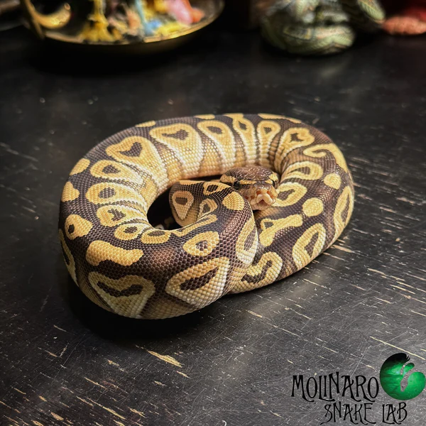 Mojave Ball Python Mojave Ball Python
