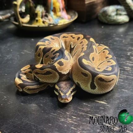 Classic Ball Python