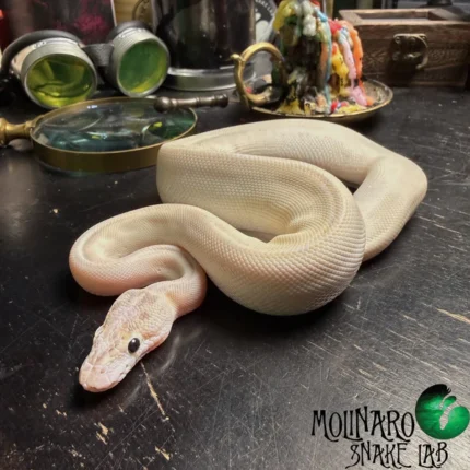 Ball Python