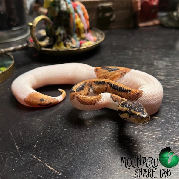 Pied Ball Python Pied Ball Python