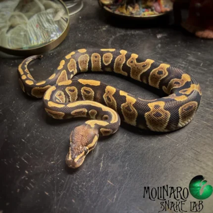 Ball Python