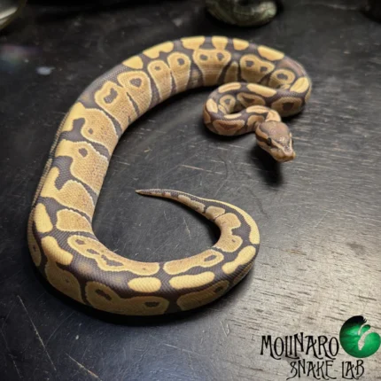Ball Python